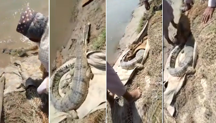 Gharial is identified in Pakistan after three decades