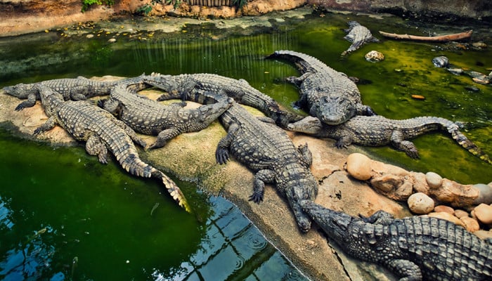 In Cambodia, a man became a victim of 40 crocodiles