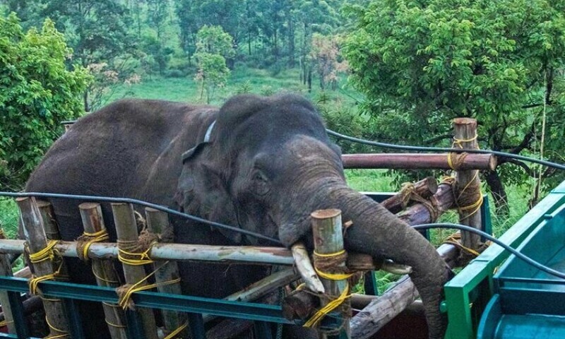 In India, the elephant that killed 6 people for its favorite food was captured