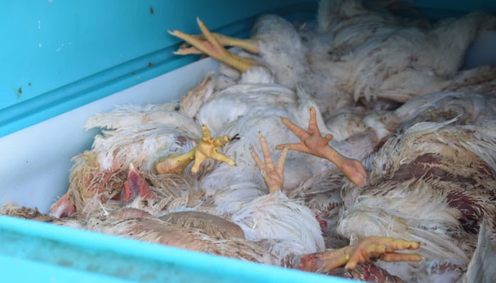 Karachi, 3 accused of supplying dead chickens arrested