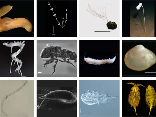 More than 5,000 aquatic creatures discovered in the depths of the Pacific Ocean