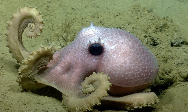 Octopuses also have nightmares