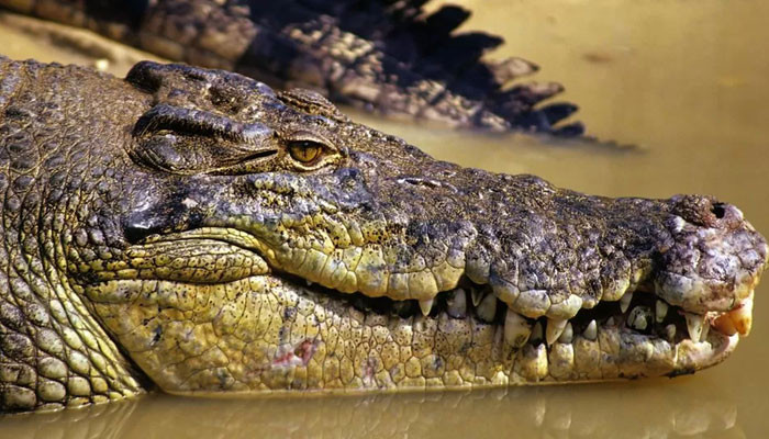 The body of a missing fisherman in Australia was found in the stomach of a crocodile