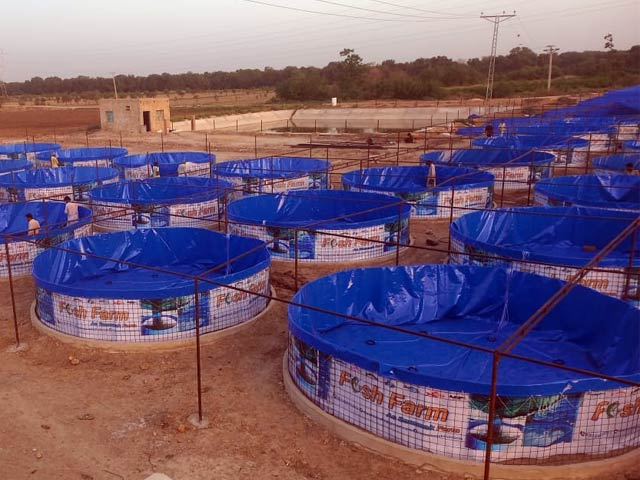 The country's largest bio-floc fish farm established in Sindh