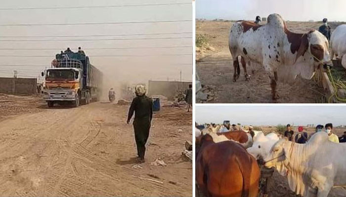 The first truck with animals arrived in Karachi cattle market