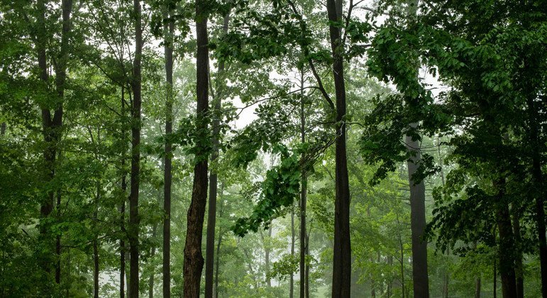 UN Forum on Forests: 5 things you need to know