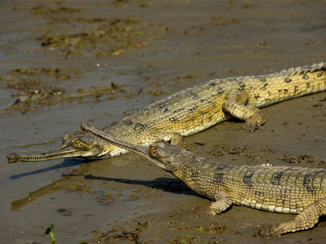 Wildlife officials found evidence of gharial presence at Gundasinghwala