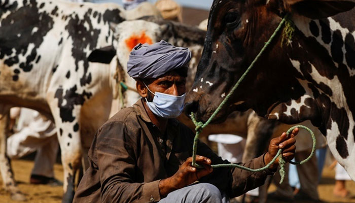 Looting of sacrificial animals continues in Karachi File photo