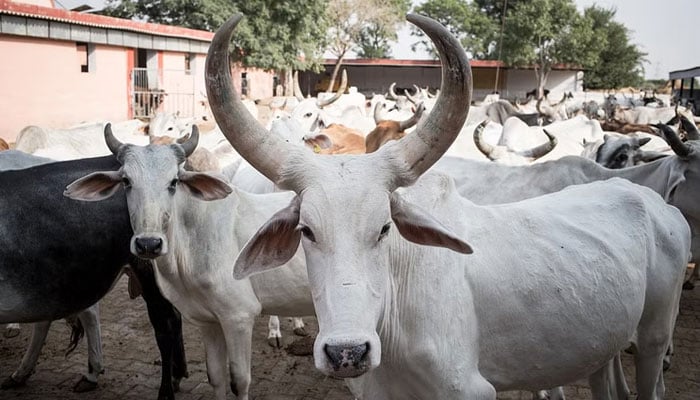 India, 11 village guards arrested for killing Muslim on suspicion Photo courtesy of Foreign Media