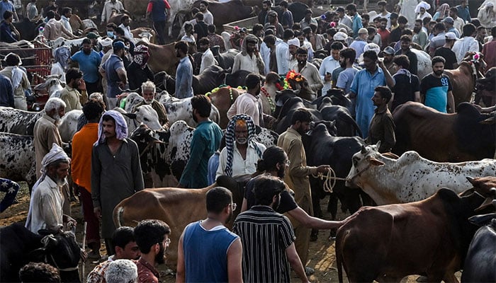 Eid-ul-Azha will be celebrated across the country tomorrow, there has been a rush in cattle markets Eid-ul-Azha will be celebrated across the country tomorrow, there has been a rush in cattle markets