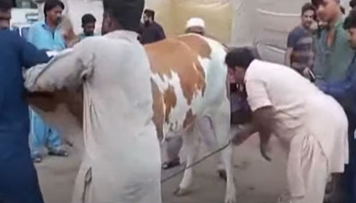 Butchers' VIP protocol on Eid-ul-Adha Photo: Screen grab