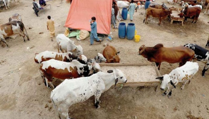 The prices of sacrificial animals fell on the second day of Eid File photo