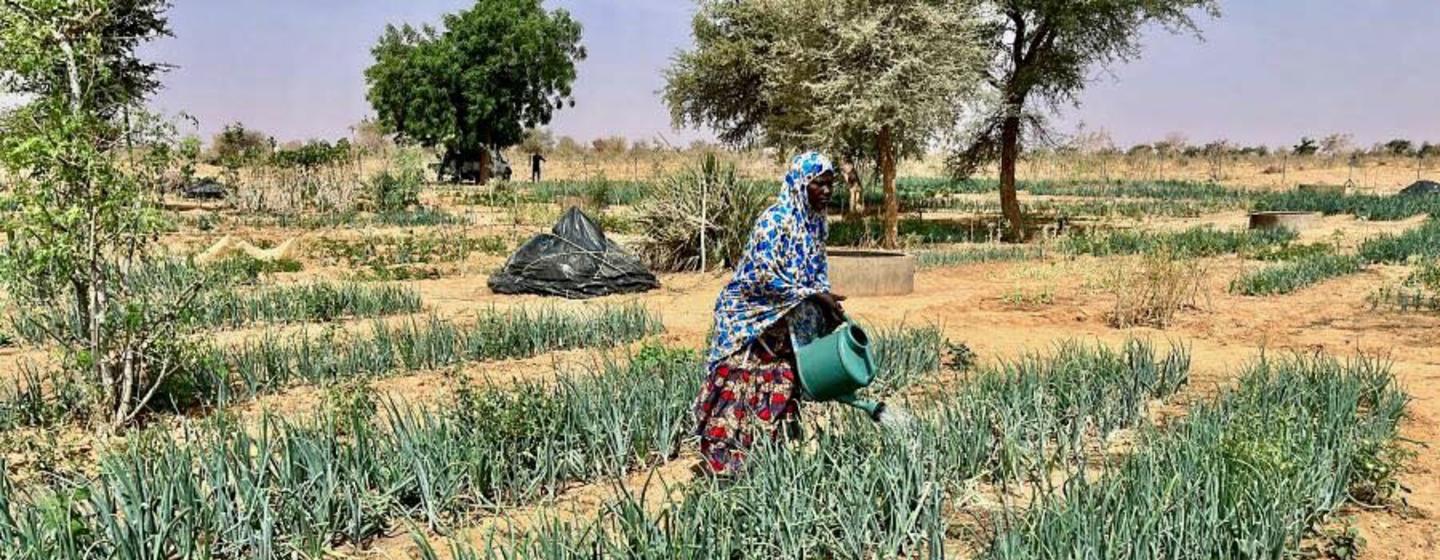 A woman waters a community garden under a baking sun in Satara, Niger. A woman waters a community garden under a baking sun in Satara, Niger.