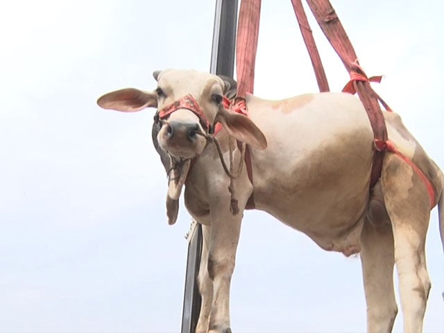 Animals reared on the roof in Karachi were brought down with the help of a crane