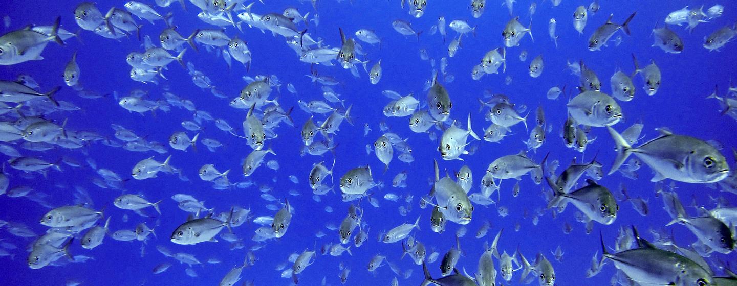 A school of Big Eye Jack trail behind a towed diver.