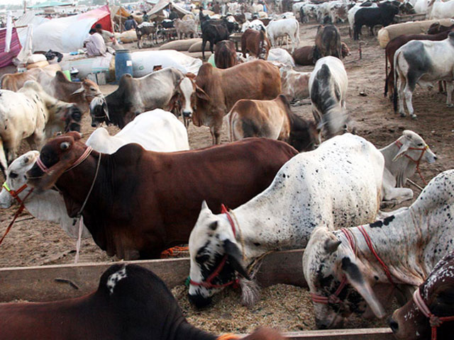 Decision to impose fee on animals brought to market in Lahore