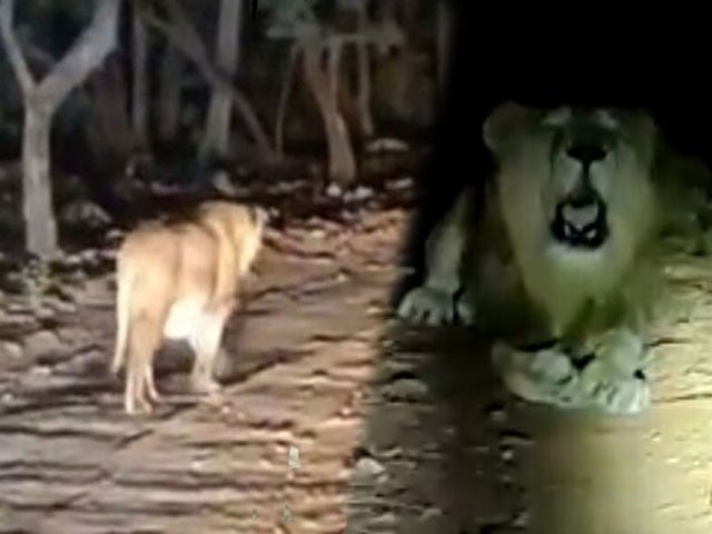 The mystery of Babrasher's presence in Gadap Town is solved, the viral video is declared fake Photo: Screen grab
