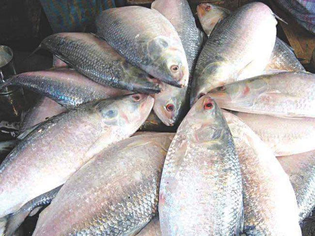 In Hyderabad, unknown persons stole valuable fish worth thousands of rupees