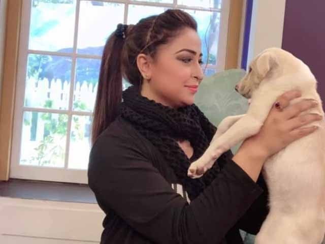 Anilah Umeer granted pre-arrest bail for sentry worker accused of injecting sterilization to dogs Photo: Social media