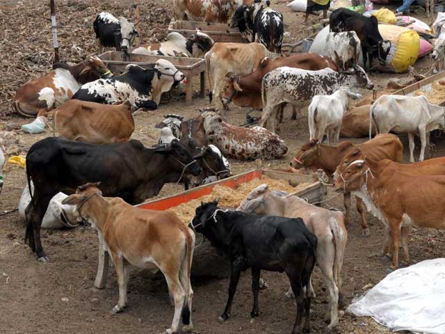 Punjab's temporary livestock markets lack facilities, animal prices double