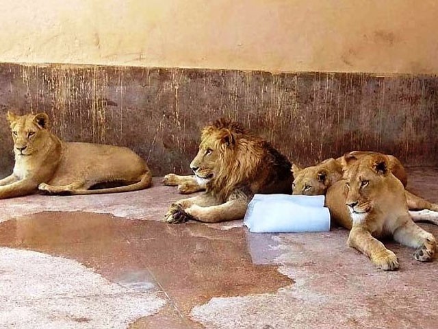 Measures to protect animals from heat in Lahore Zoo Photo: Express