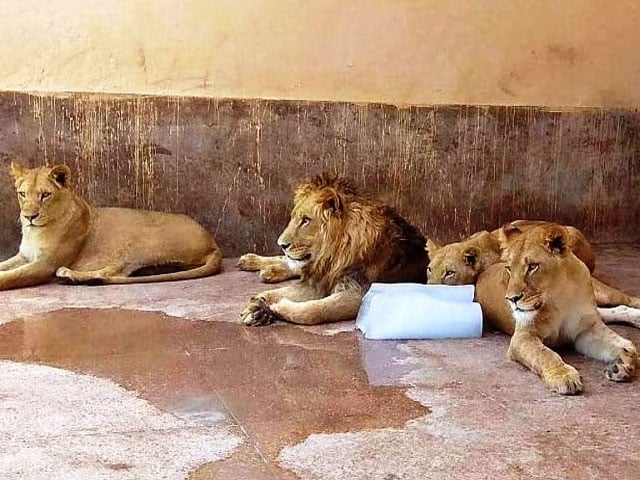 Measures to protect animals from heat in Lahore Zoo