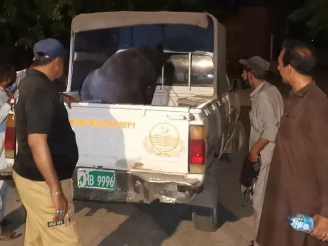 —Photo: Express News