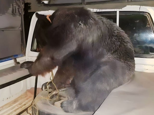 Muzaffargarh; The accused escaped after snatching the rare breed bear from the wildlife staff The wildlife staff looks helpless in front of the bear and dog fighting and sports spectacle group, (Photo: File).