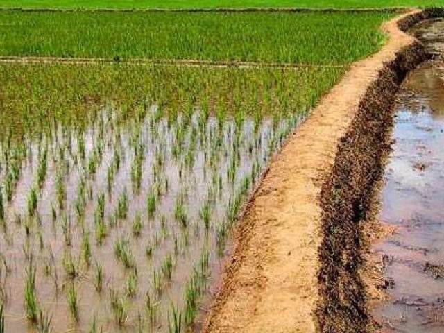 Crops that require less water will have to be cultivated, experts say Photo: Social media