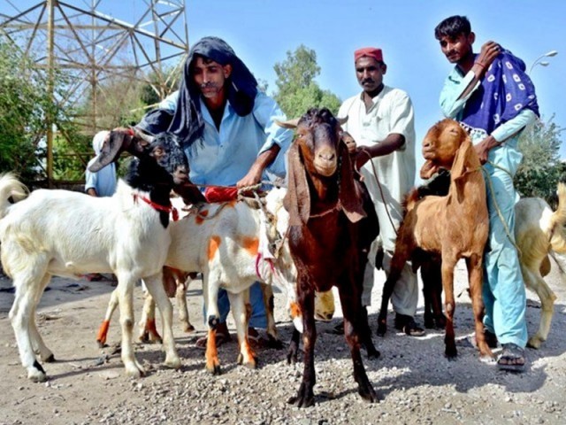 rising inflation; The trend of collective sacrifice increased among the citizens At cattle markets, traders are waiting for customers, thousands of customers are looking for cheap animals. Photo: app/file