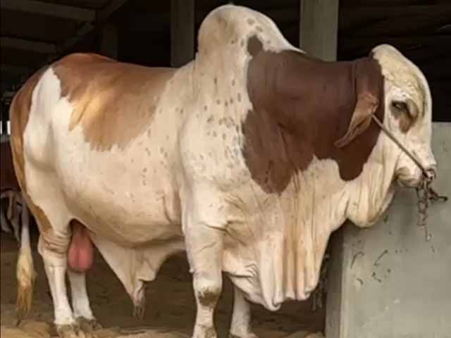 Karachi;  More than 12 sacrificial animals of high value stolen from cattle farm