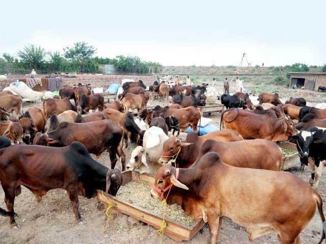 In Karachi, robbers took away bulls worth 7 lakhs and 2 valuable goats