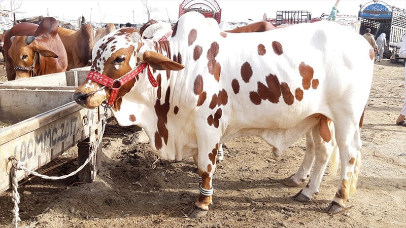 The armed accused stole 85 animals from the farm and escaped