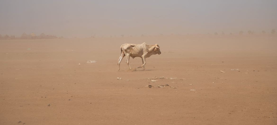 The Somali region of Ethiopia is experiencing prolonged drought. The Somali region of Ethiopia is experiencing prolonged drought.