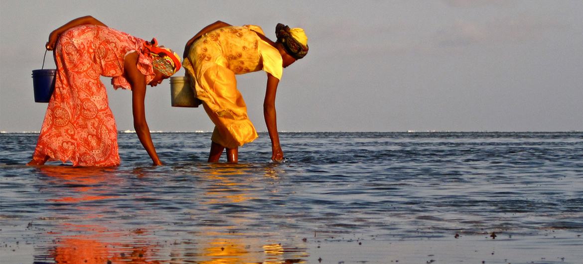 Coastal activities such as seaweed harvesting in Zanzibar, Tanzania, can be heavily impacted by pollution. Coastal activities such as seaweed harvesting in Zanzibar, Tanzania, can be heavily impacted by pollution.