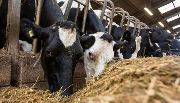 A comprehensive plan for the improvement of live stock is sought