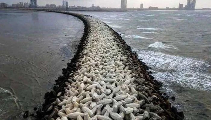 A large number of oysters washed ashore in Chinaport due to high tides