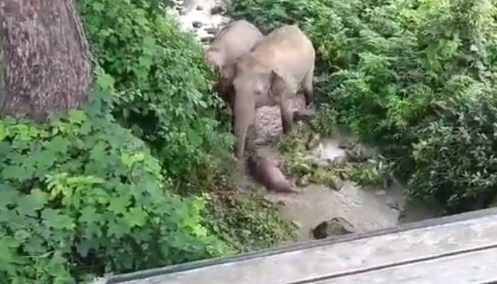 A video of an elephant restoring the breath of a dead child has gone viral