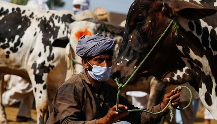 Arrival of Eid-ul-Azha, fear of spread of Congo and Lumpy virus in cattle