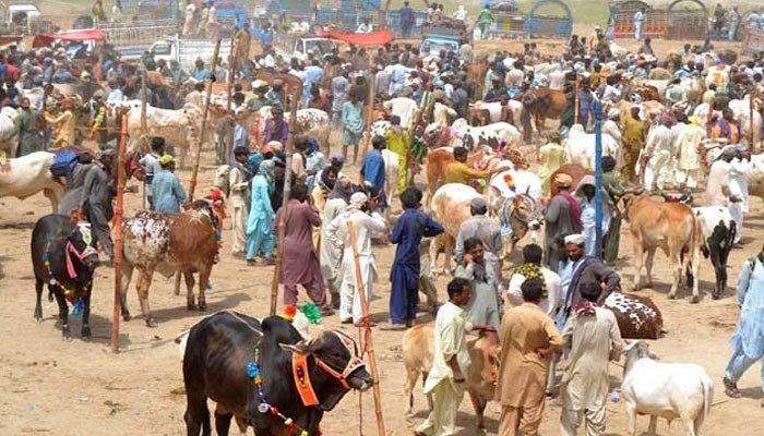 As Eid-ul-Adha approached, the cattle markets became more lively