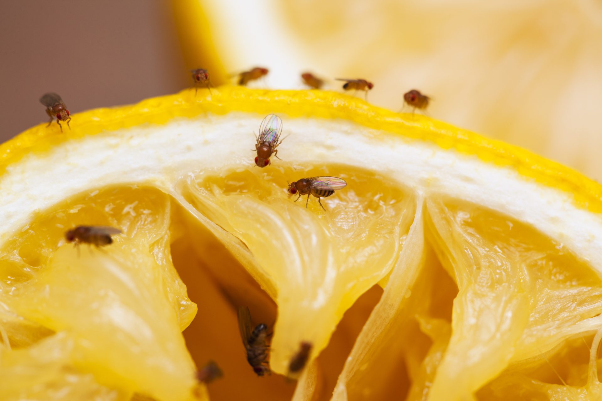 Bees Viewing Dead Bees Shorten Their Lifespan, Research