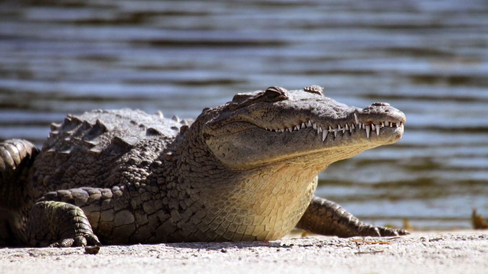 Crocodile pregnant without male in Costa Rica, first rare occurrence