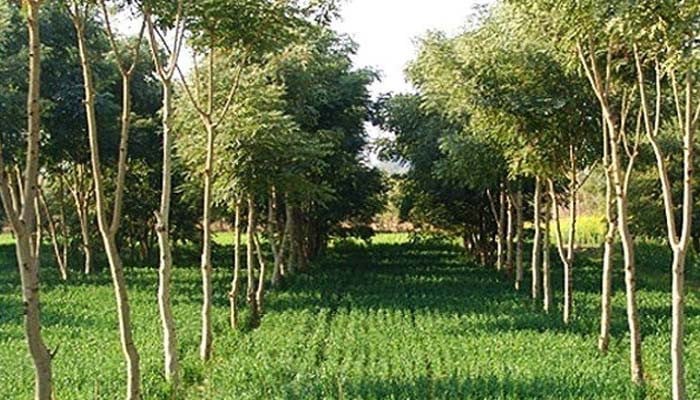 Decision to continue Ten Billion Tree Tsunami Project