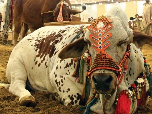 Decline in sale of cattle in Karachi, citizens bought 12 lakh animals