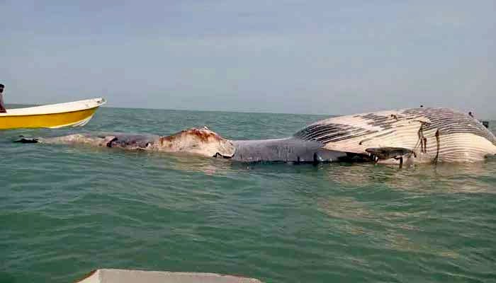 Experts examine the dead blue whale in Gwadar