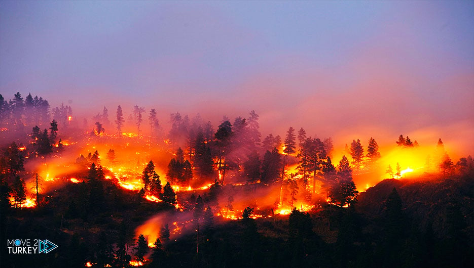 Fires in the forests of Kazakhstan, 14 people died