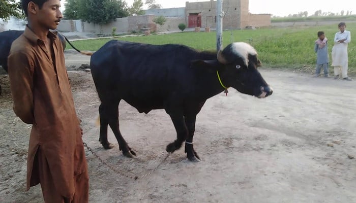 In Rahim Yar Khan, a buffalo escapes from a clumsy butcher with a rope