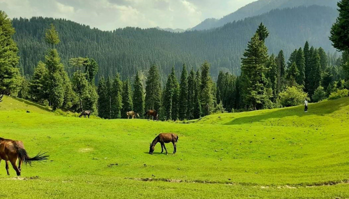 Indian army firing on Kashmiri shepherds in Satwal sector