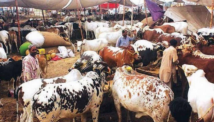 Inflation noise in cattle markets too