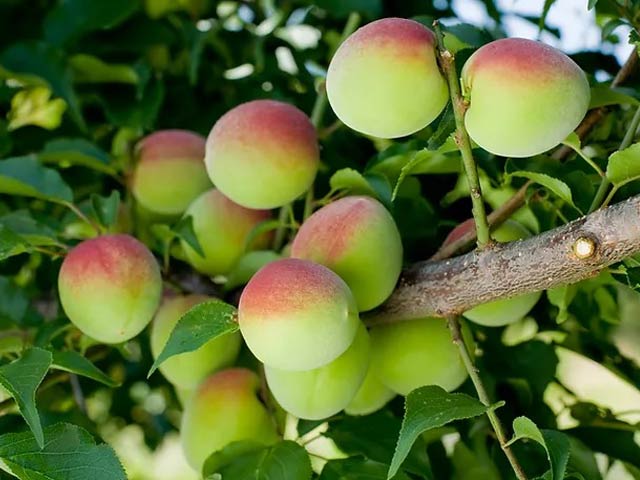 Japanese potato like apricot is useful in heart, blood pressure and cholesterol